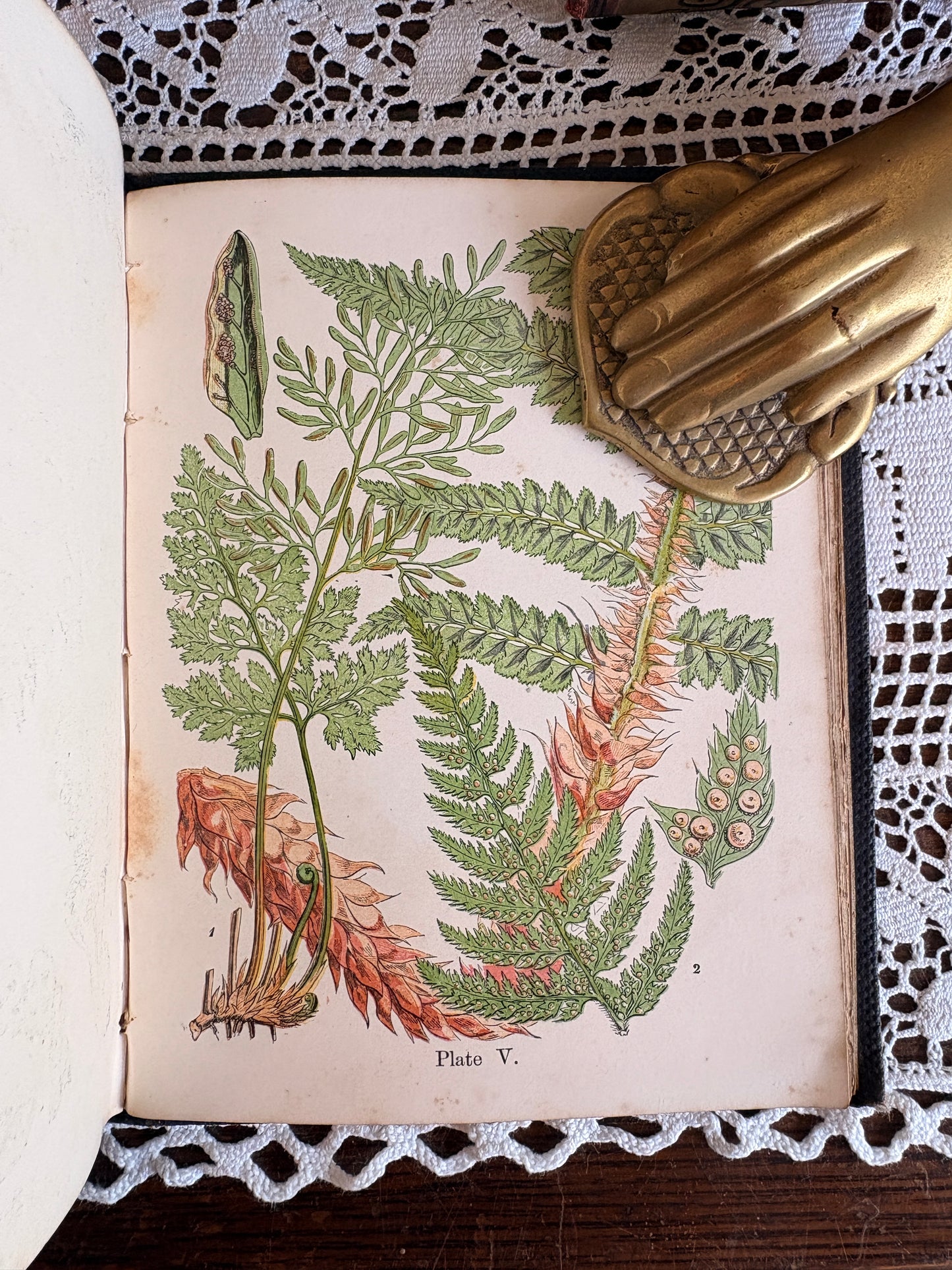 1859 A Popular History of the British Ferns and the Allied Plants, Comprising the Club-Missed, Pepperworts, and Horsetails