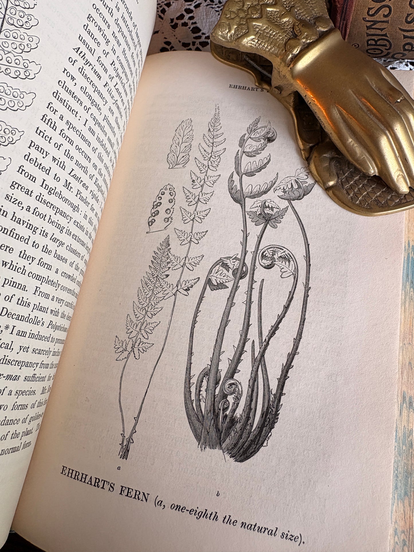 1844 A History of British Ferns and Allied Plants by Edward Newman - Rebacked