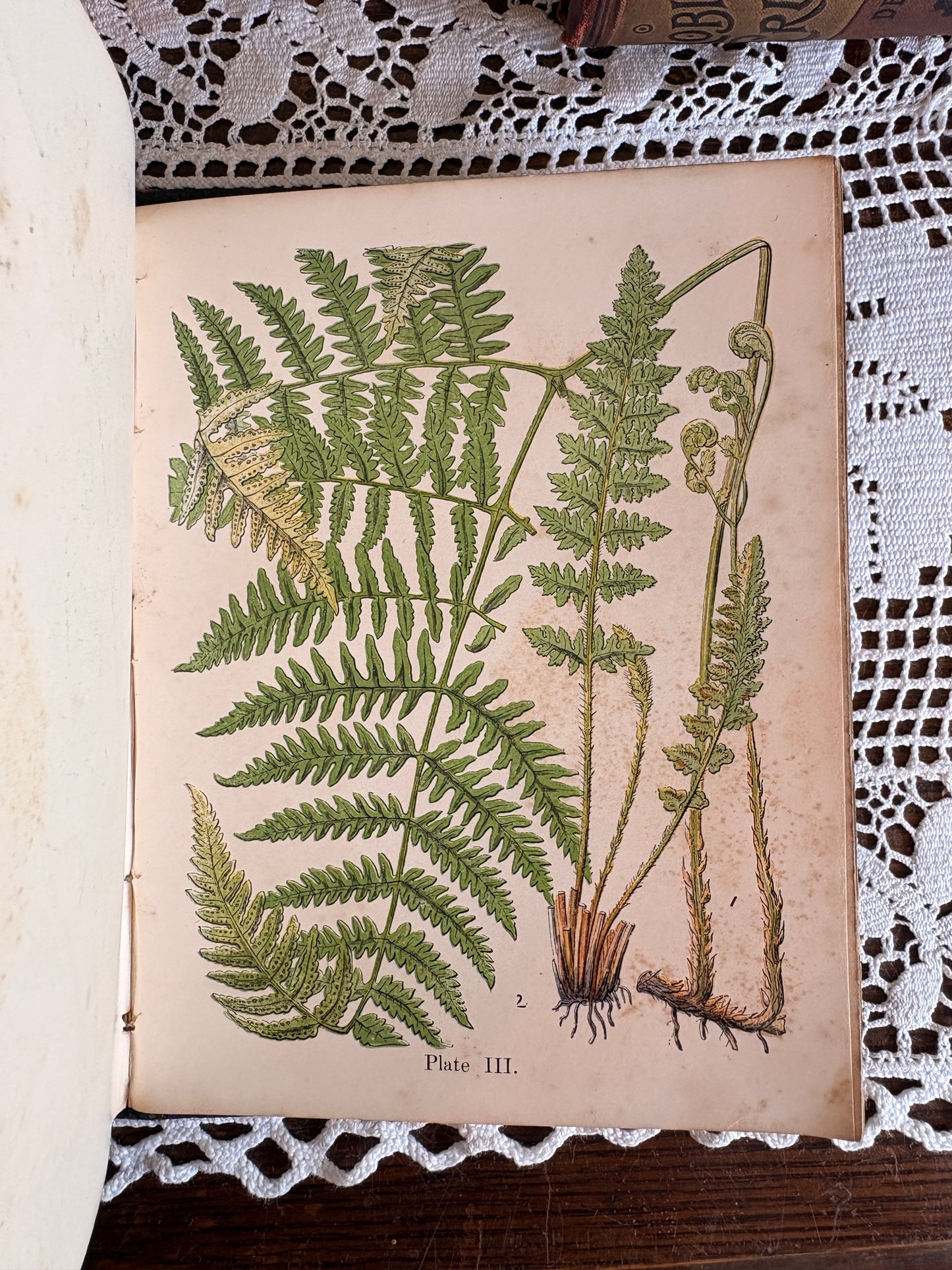 1859 A Popular History of the British Ferns and the Allied Plants, Comprising the Club-Missed, Pepperworts, and Horsetails