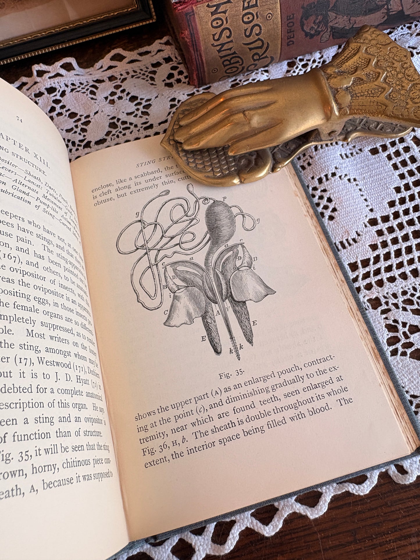 1904 The Honey Bee: Its Natural History, Anatomy, and Physiology by T. W. Cowan