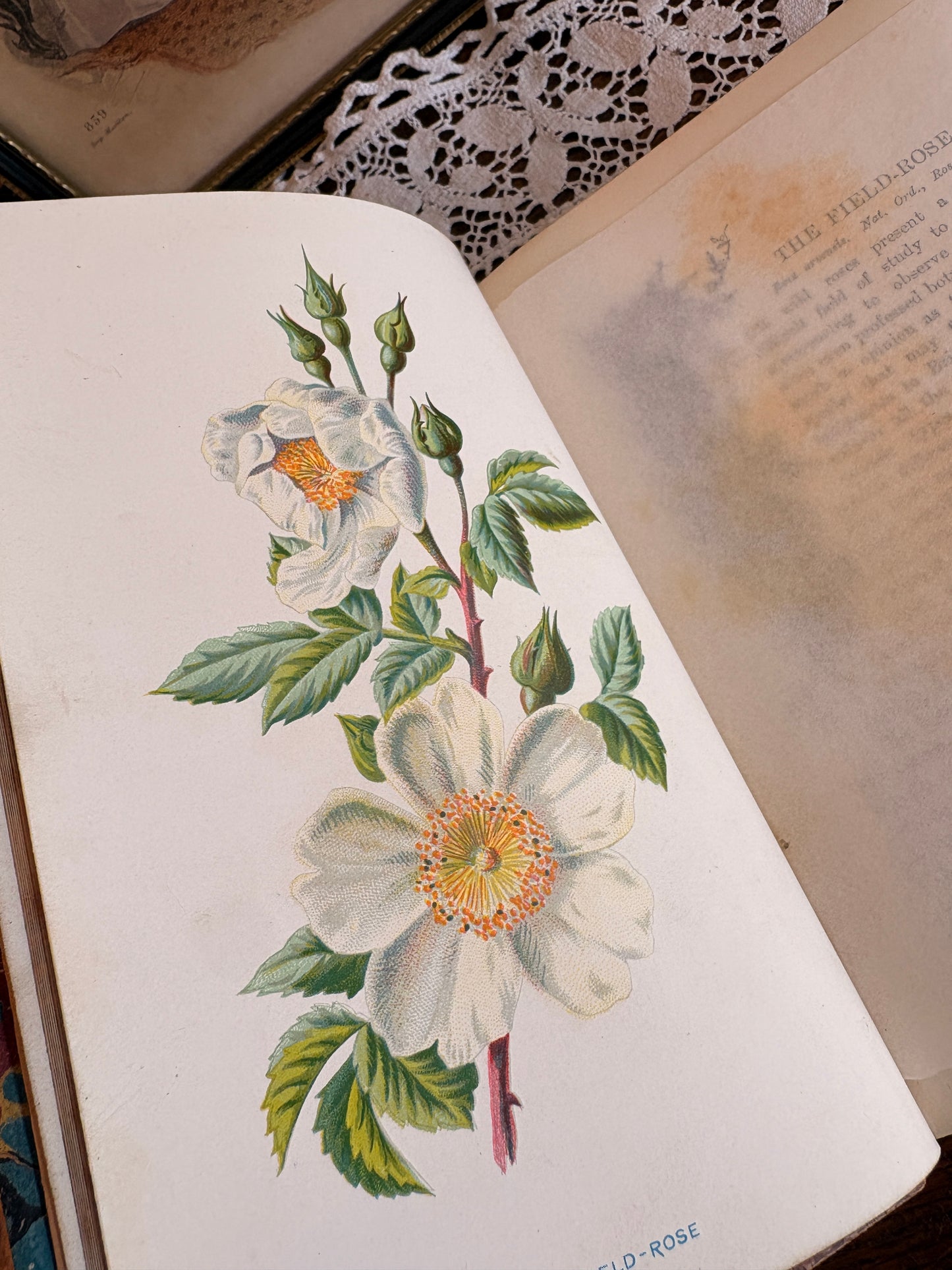 C1895 Familiar Wild Flowers by F. Edward Hulme [First and Second Series]