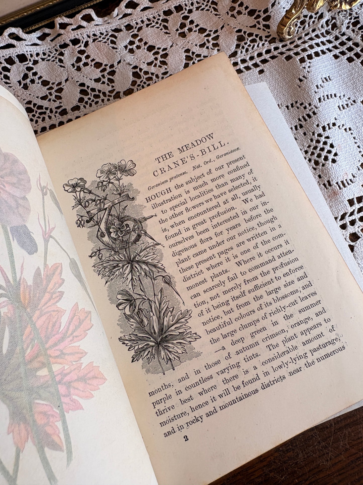 C1895 Familiar Wild Flowers by F. Edward Hulme [First and Second Series]