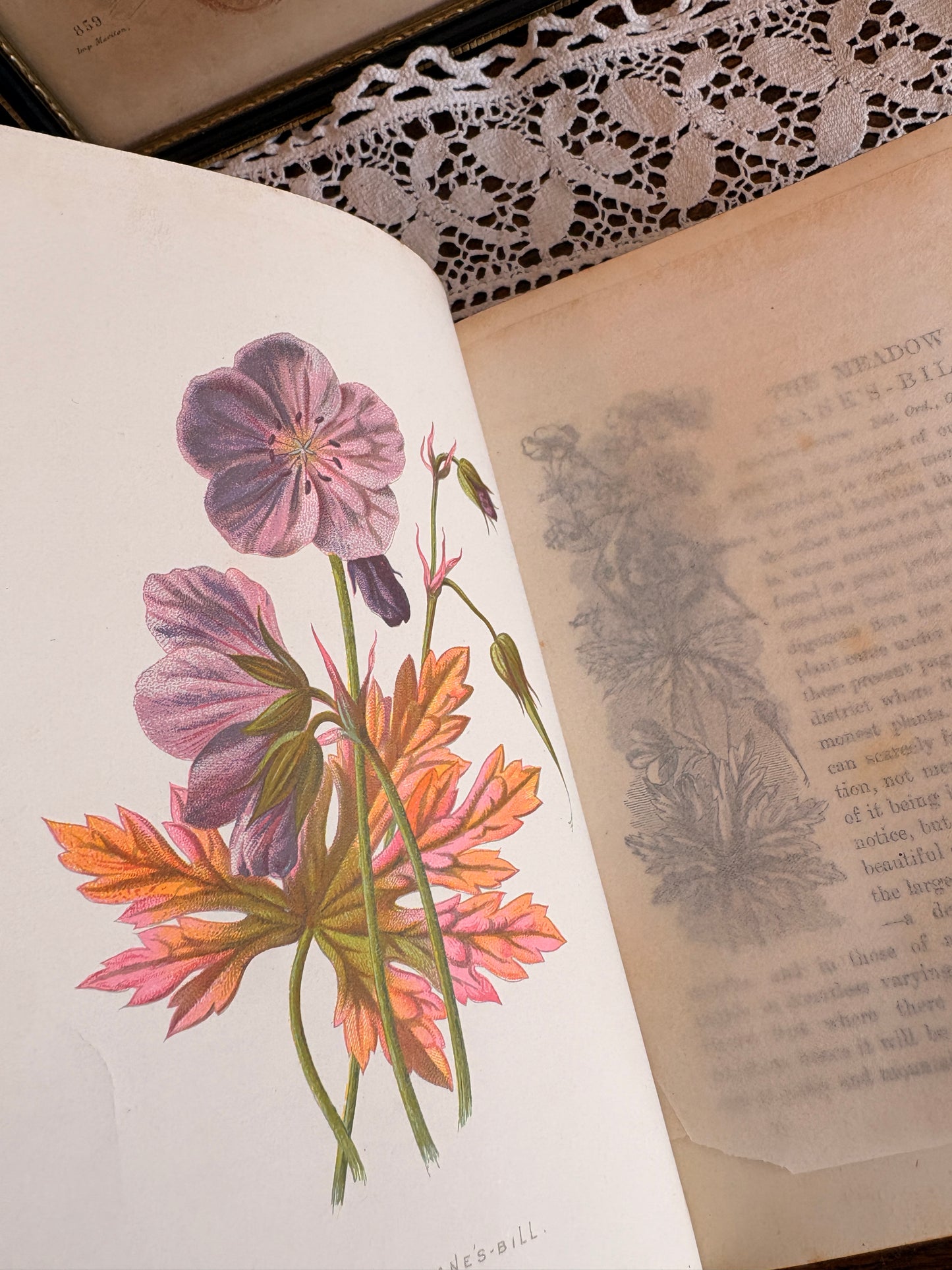 C1895 Familiar Wild Flowers by F. Edward Hulme [First and Second Series]