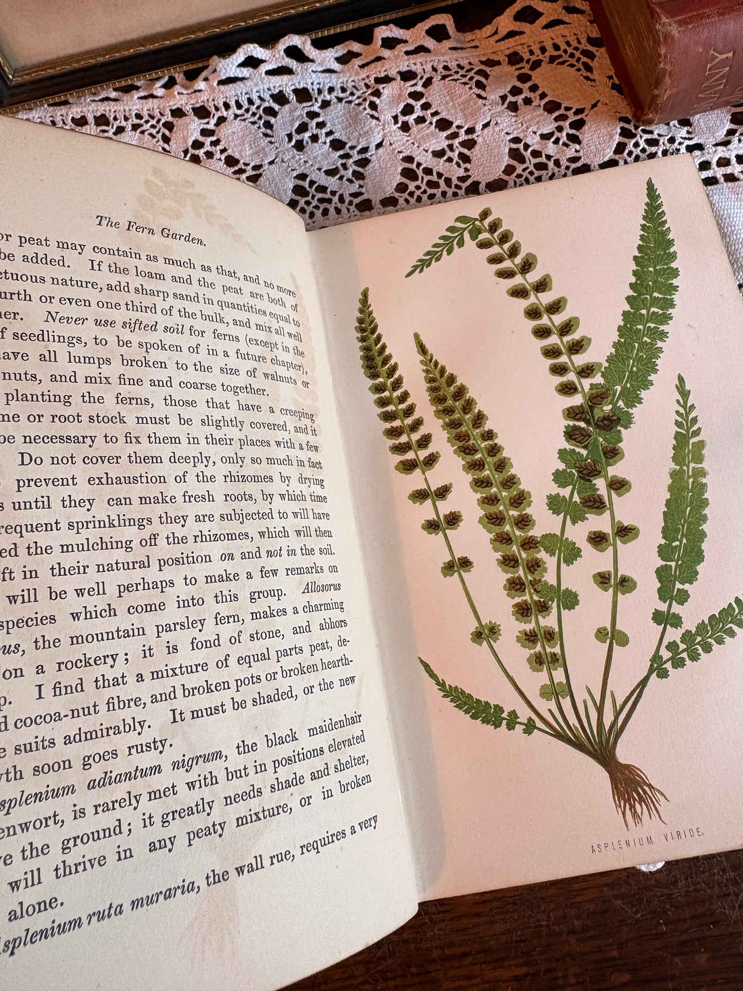 1875 The Fern Garden How To Make, Keep, and Enjoy it. Or Fern Culture Made Easy by Shirley Hibberd