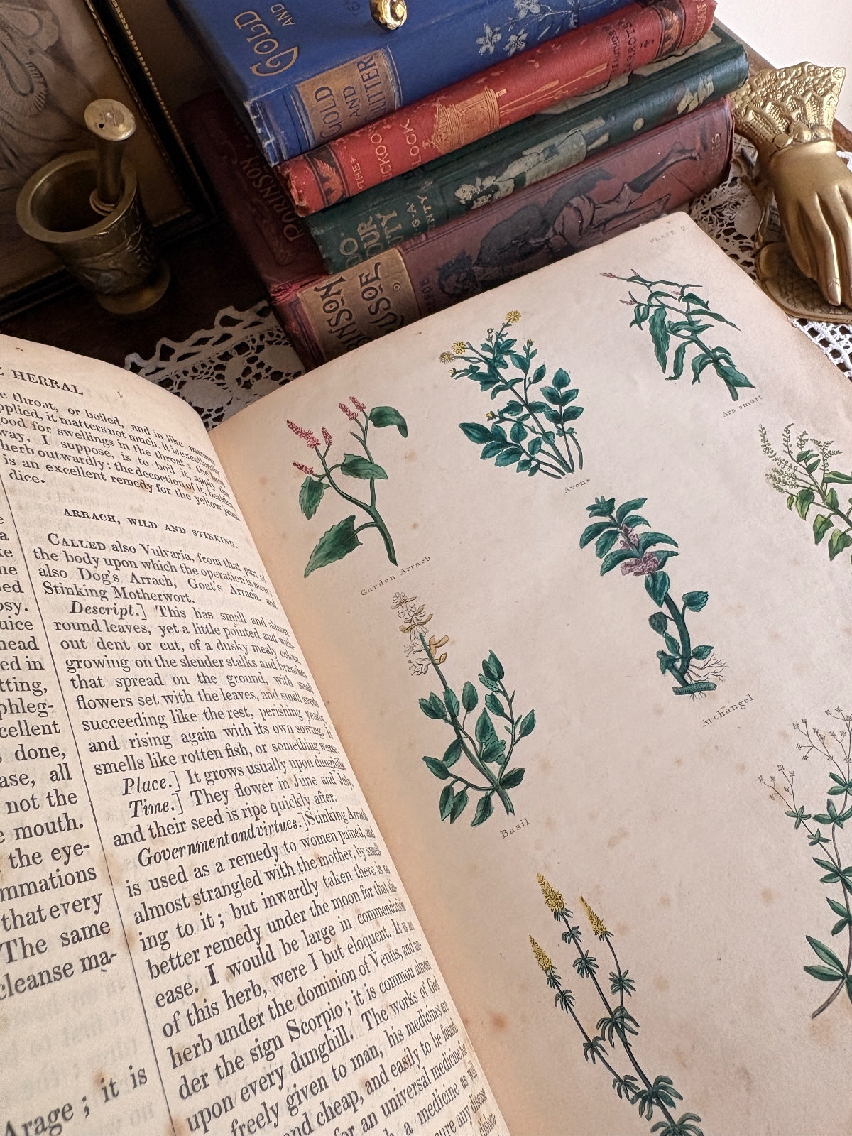 1847 The Complete Herbal [etc.] by Nicholas Culpeper