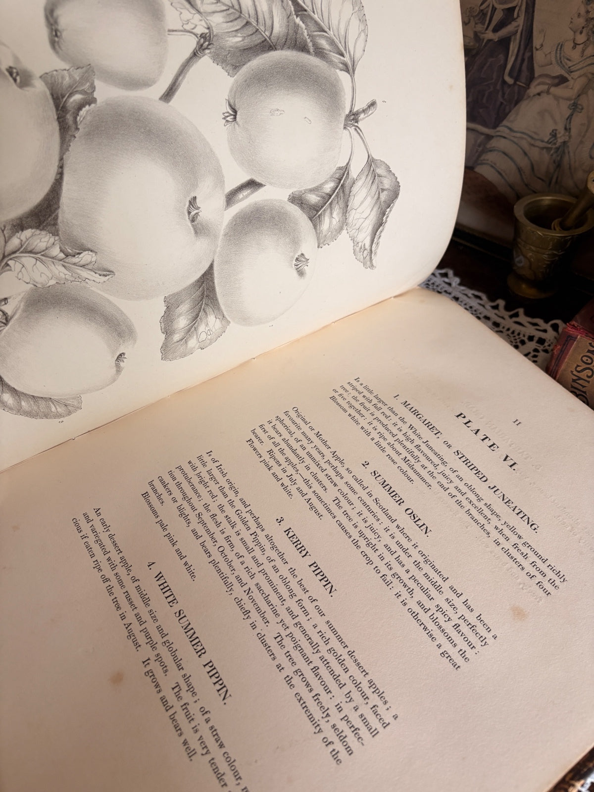 1831 Pyrus Malus Brentfordiensis by Hugh Ronalds