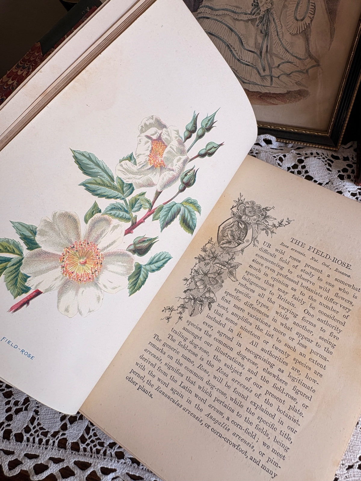 C1880 Familiar Wild Flowers First, Second and Third Series by F. Edward Hulme
