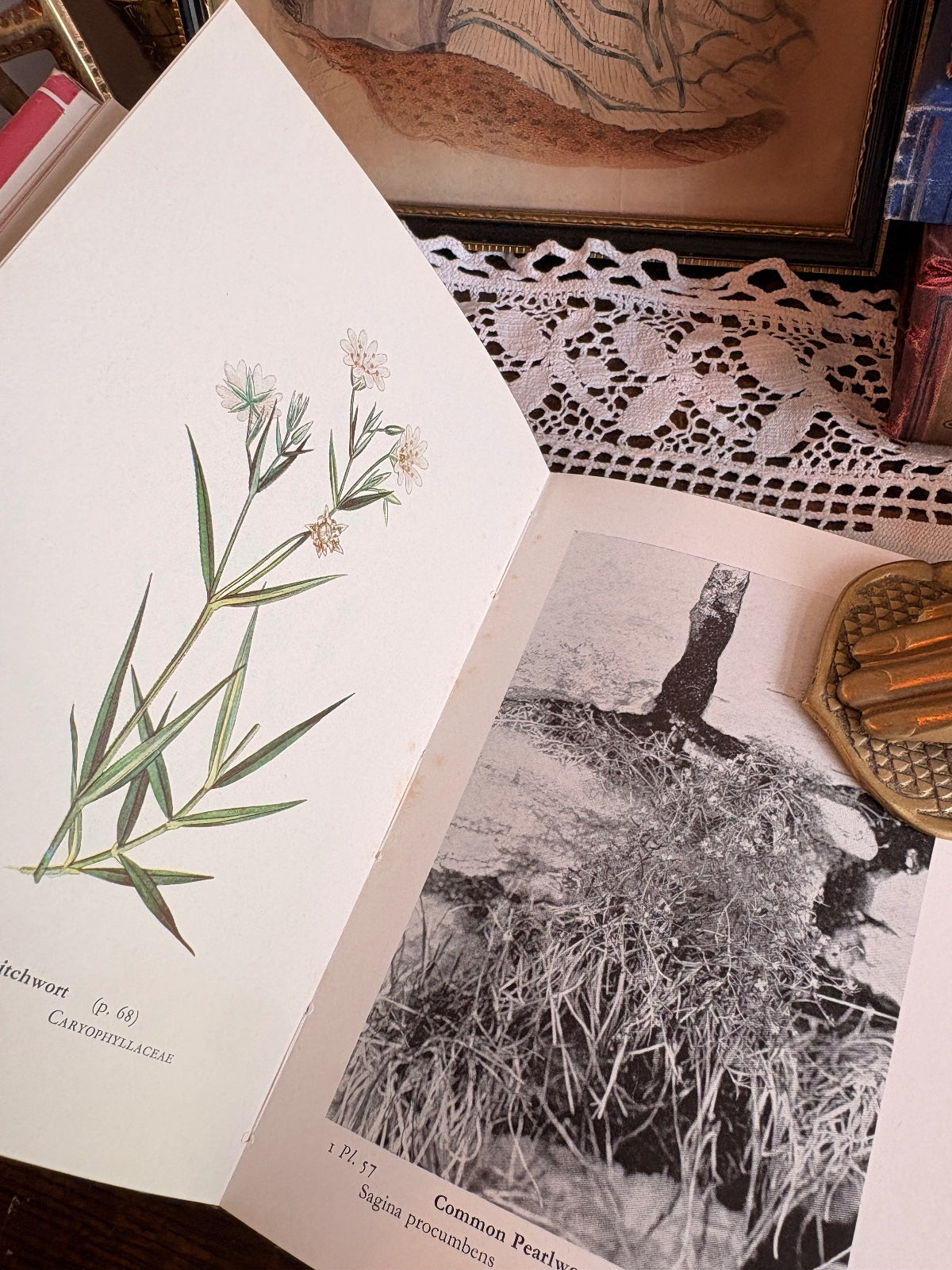 1963 Wayside and Woodland Blossoms [Series I-III] by Edward Step Botany Books