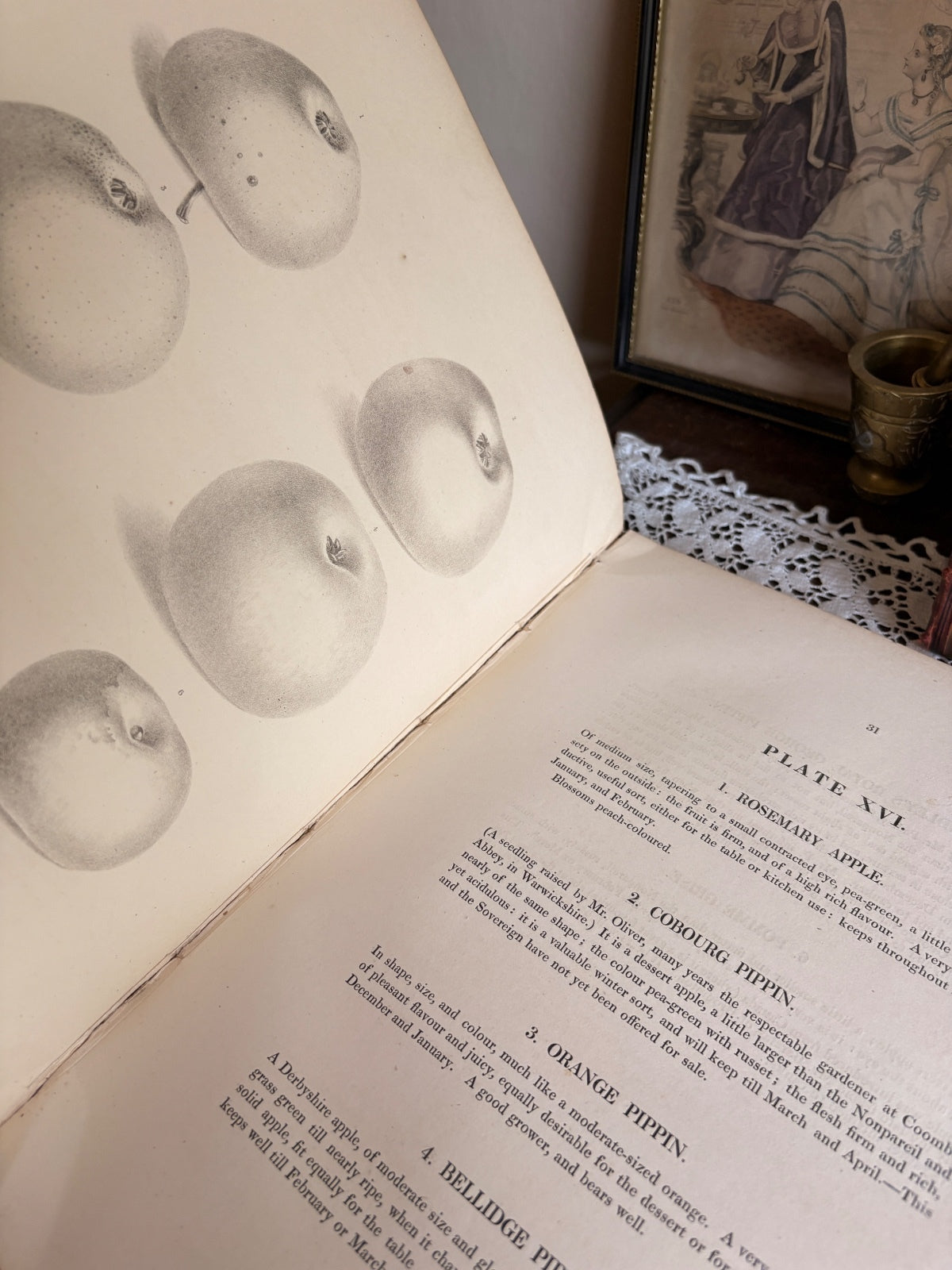 1831 Pyrus Malus Brentfordiensis by Hugh Ronalds