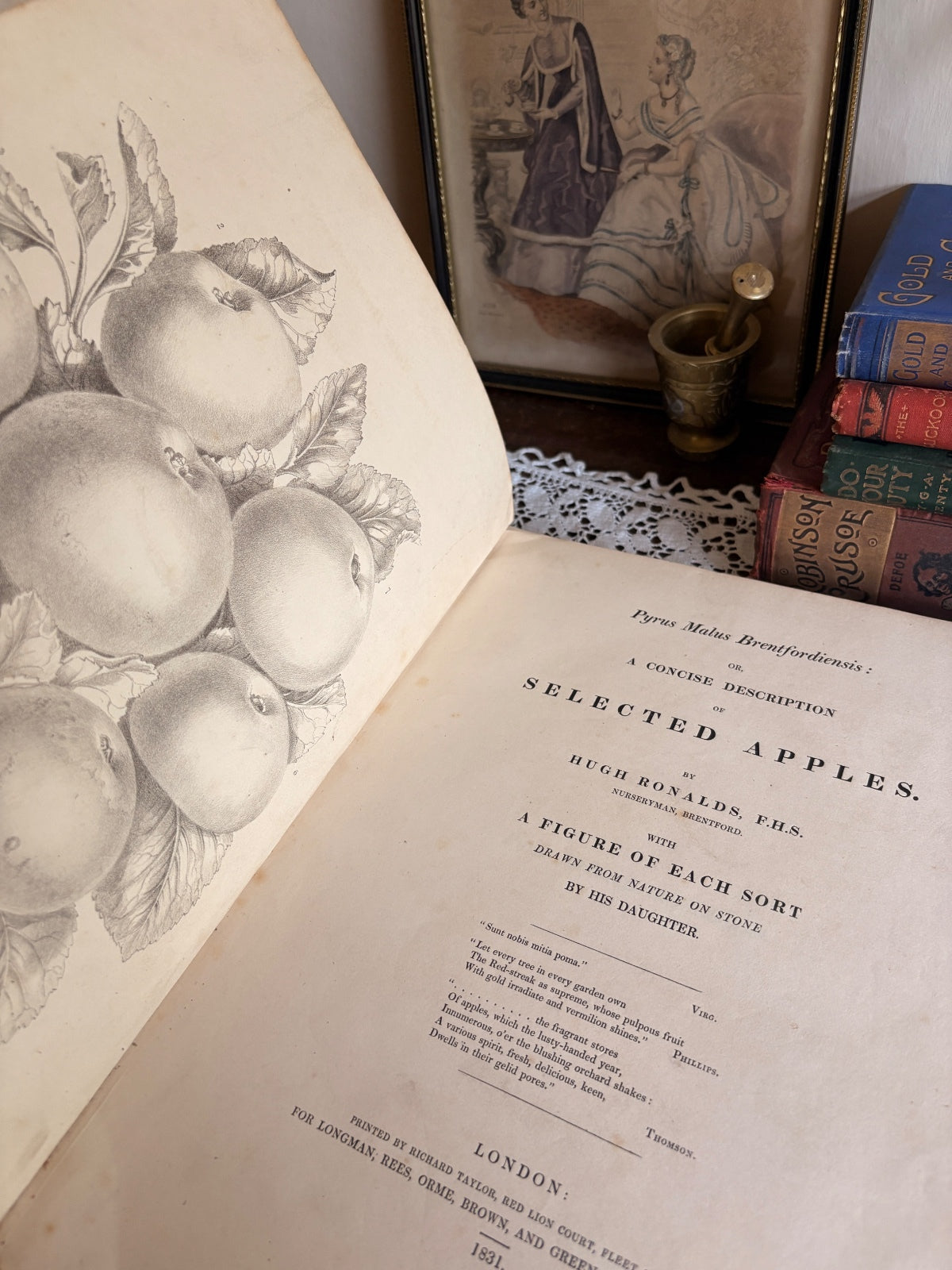 1831 Pyrus Malus Brentfordiensis by Hugh Ronalds