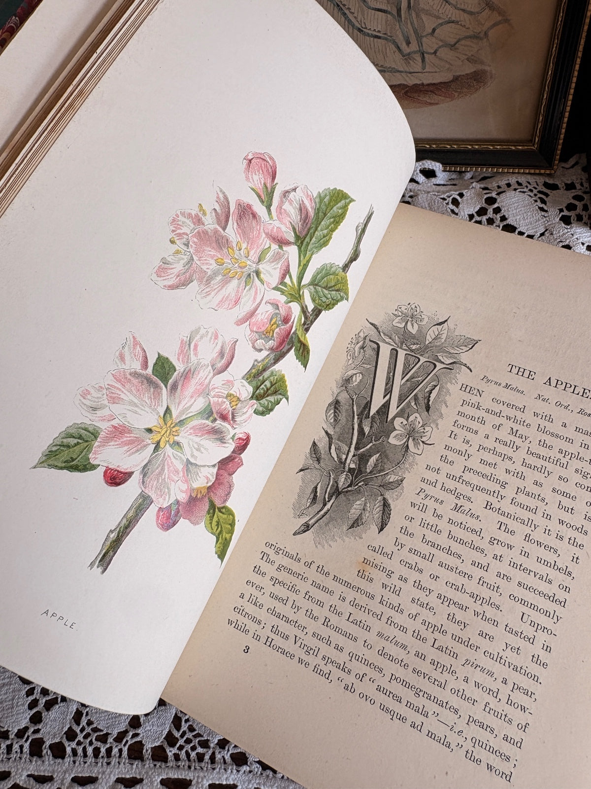 C1880 Familiar Wild Flowers First, Second and Third Series by F. Edward Hulme
