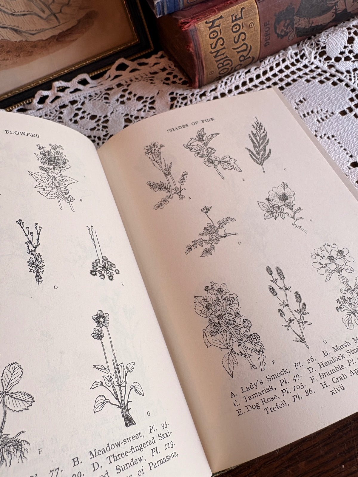 1963 Wayside and Woodland Blossoms [Series I-III] by Edward Step Botany Books