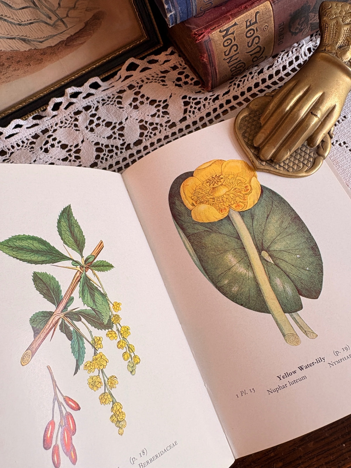 1963 Wayside and Woodland Blossoms [Series I-III] by Edward Step Botany Books